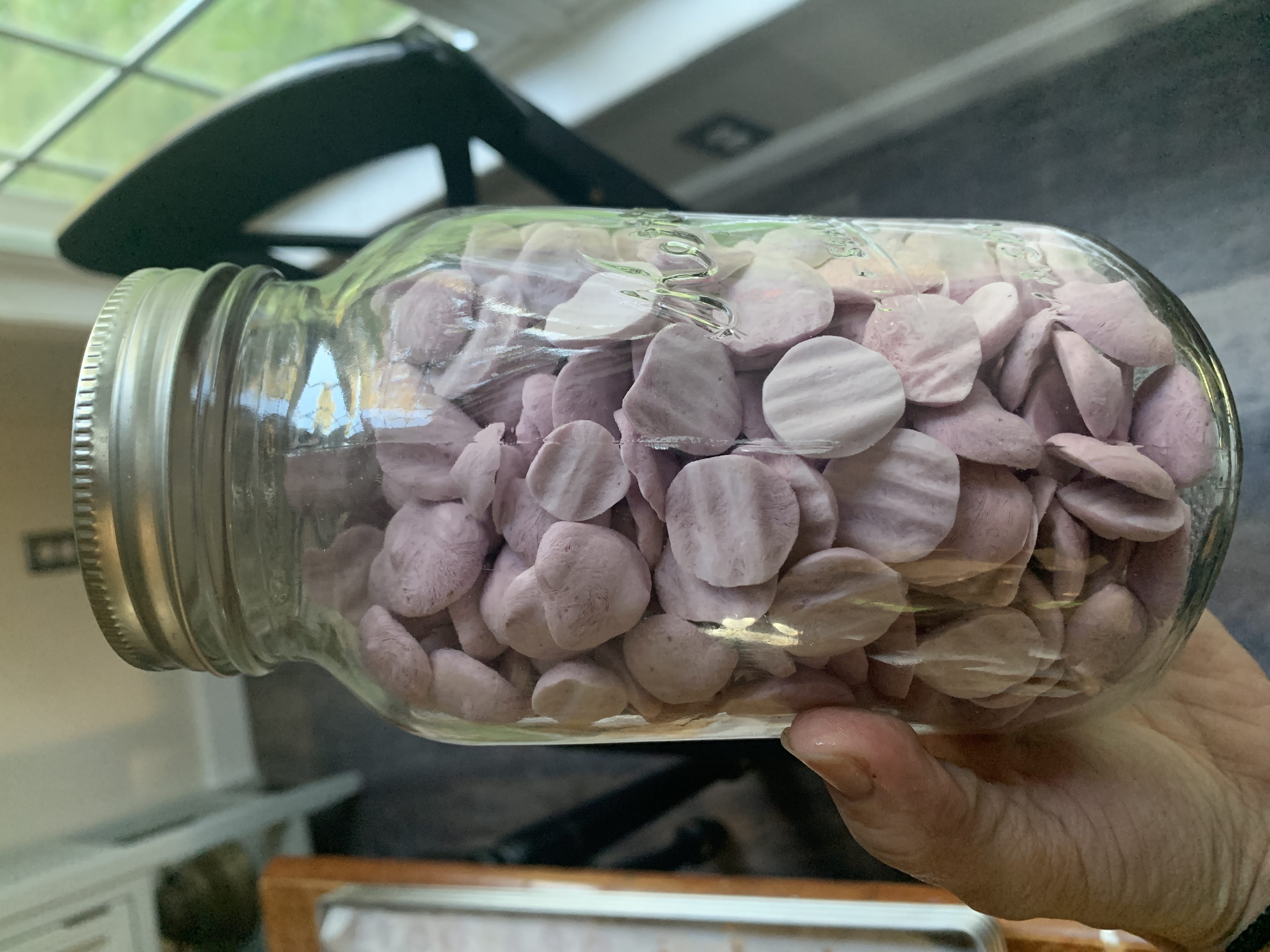 Freeze Dryer
